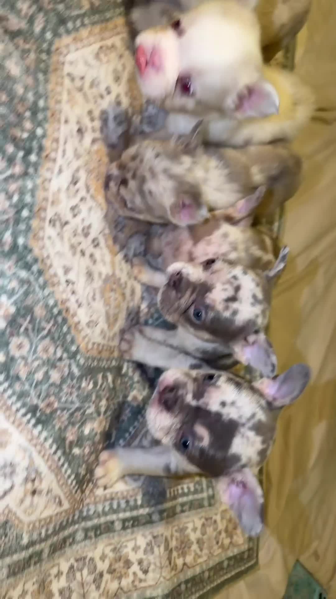 French Bulldog dogs for sale: French Bulldog 3 - Video 2