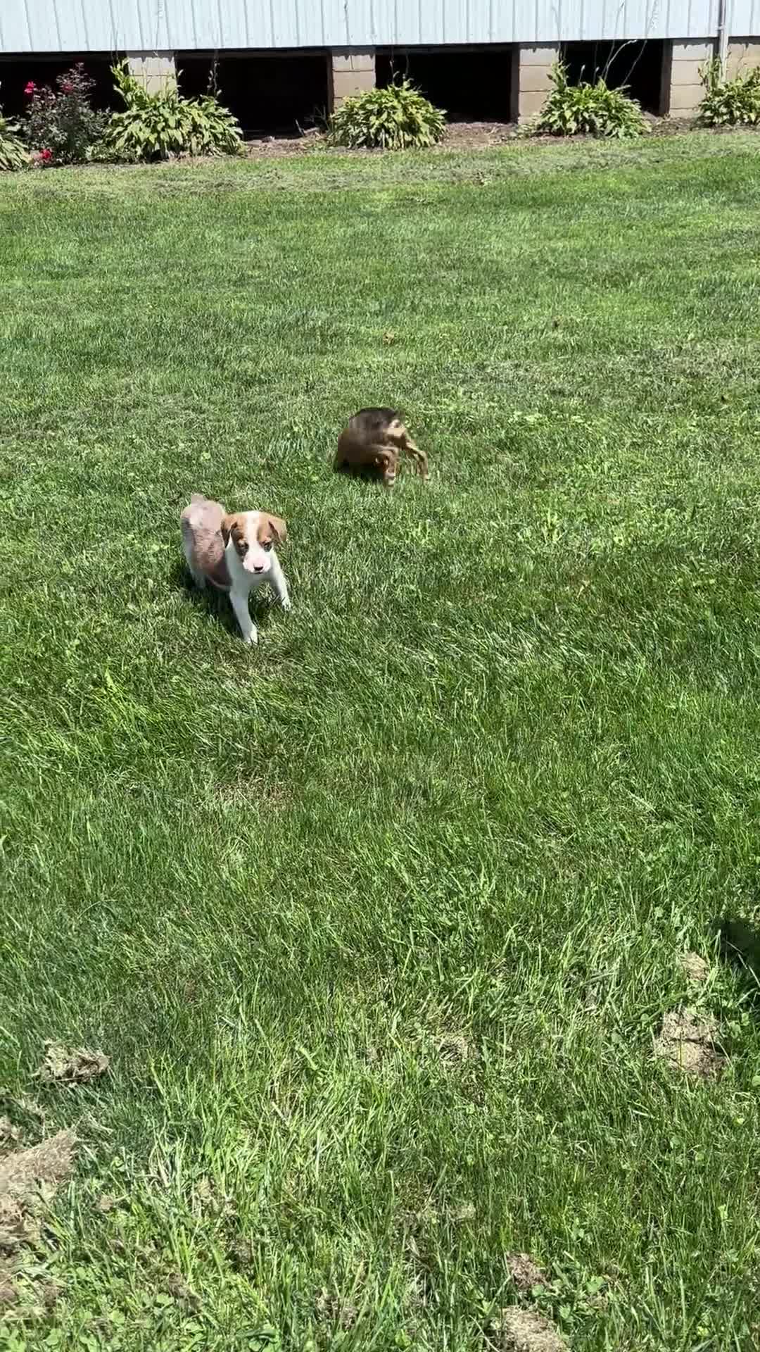 Mixed Breed dogs for sale: Stryker - Video 3