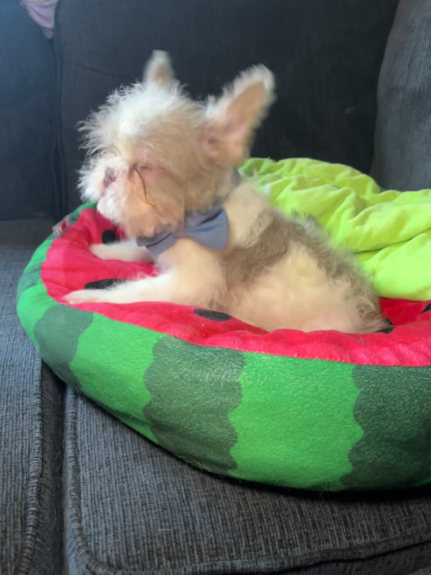 French Bulldog dogs for sale: Adam  - Video 1