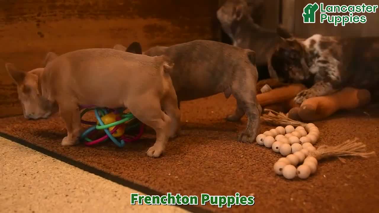 Frenchton dogs for sale: Ruby - Video 1