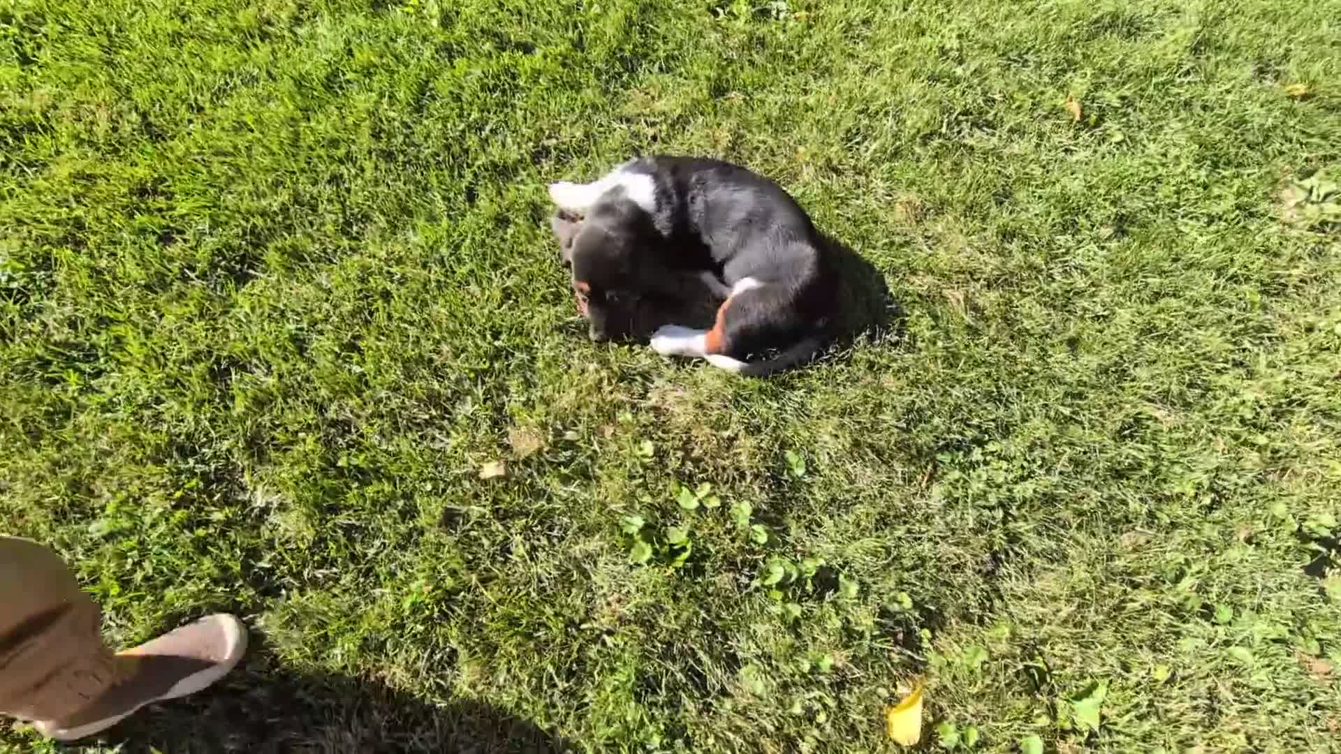 Basset Hound dogs for sale: Ginger - Video 2