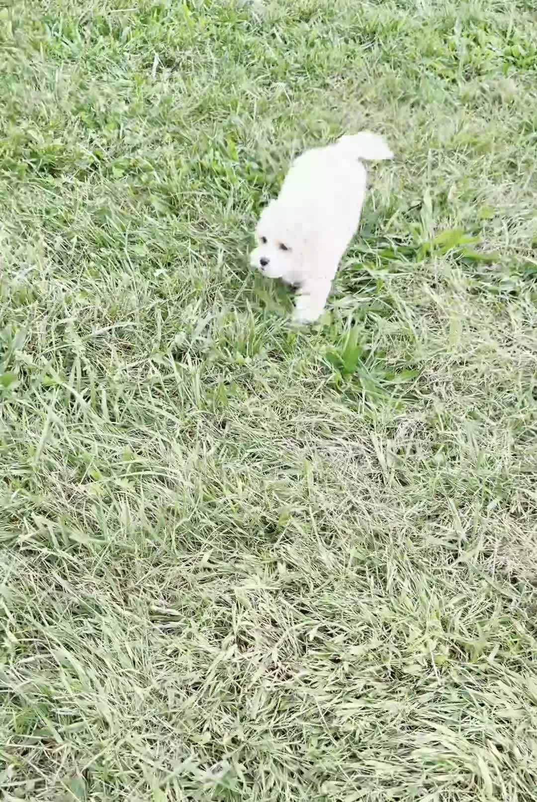 Maltipoo dogs for sale: Roly Poly - Video 1