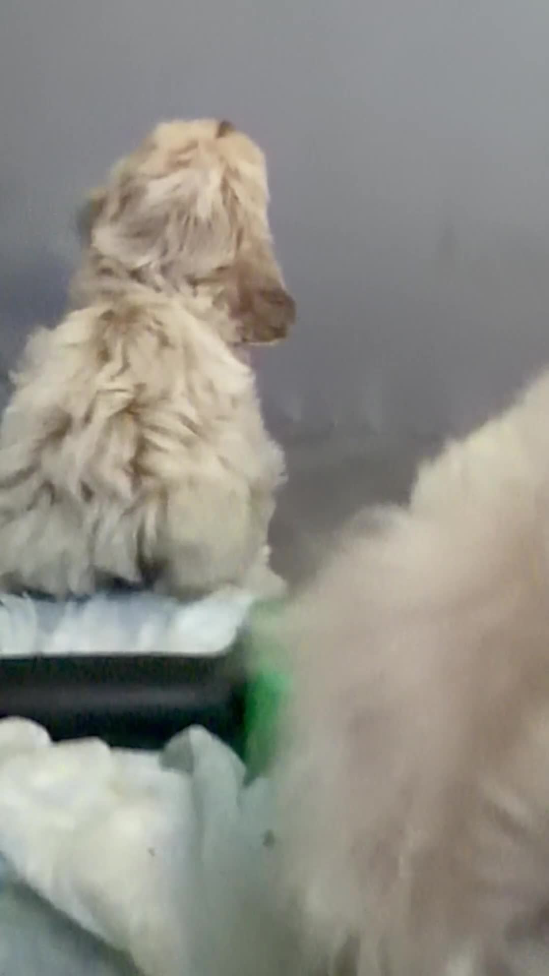 Shihpoo dogs for sale: Shihpoo 1 - chloe  - Video 2