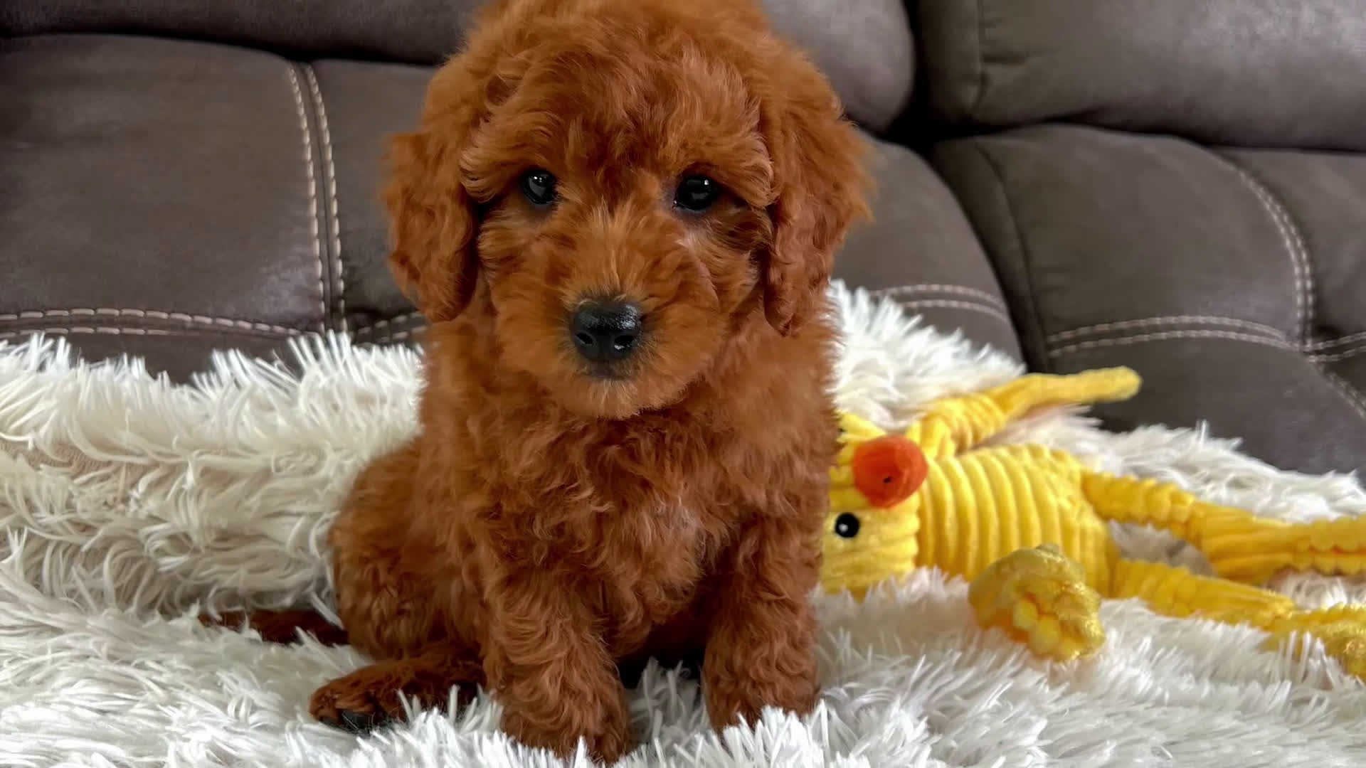 Mini Goldendoodle dogs for sale: Bentley (Micro Mini Boy) - Video 1