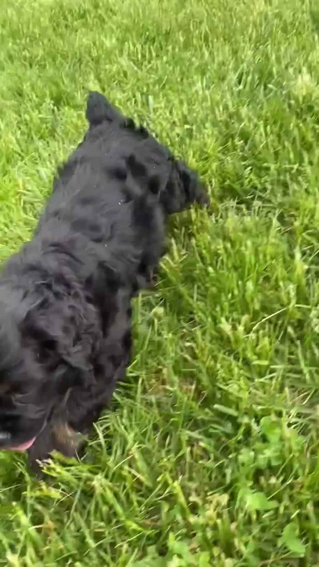Cocker Spaniel dogs for sale: Avery - Video 1