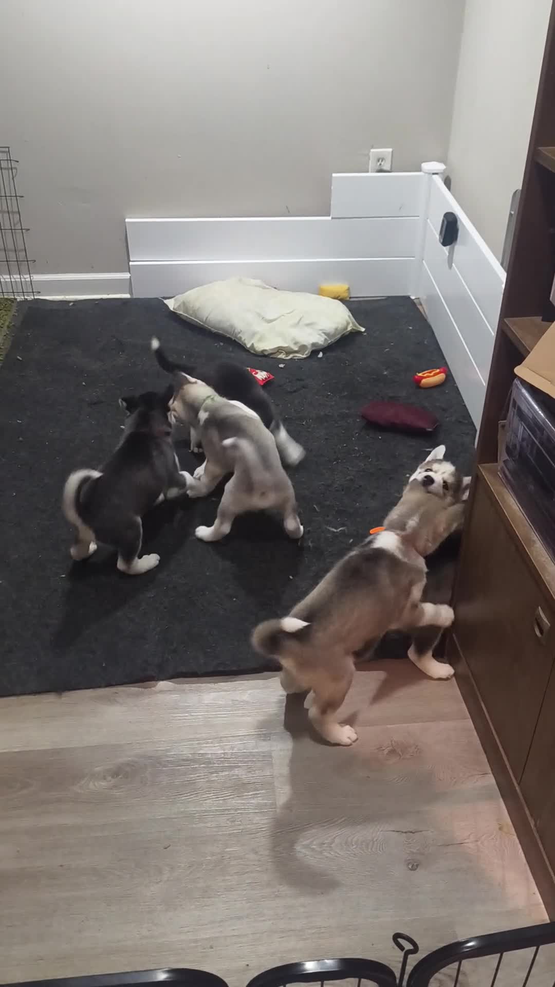 Siberian Husky dogs for sale: Siberian Husky 3 - Video 2