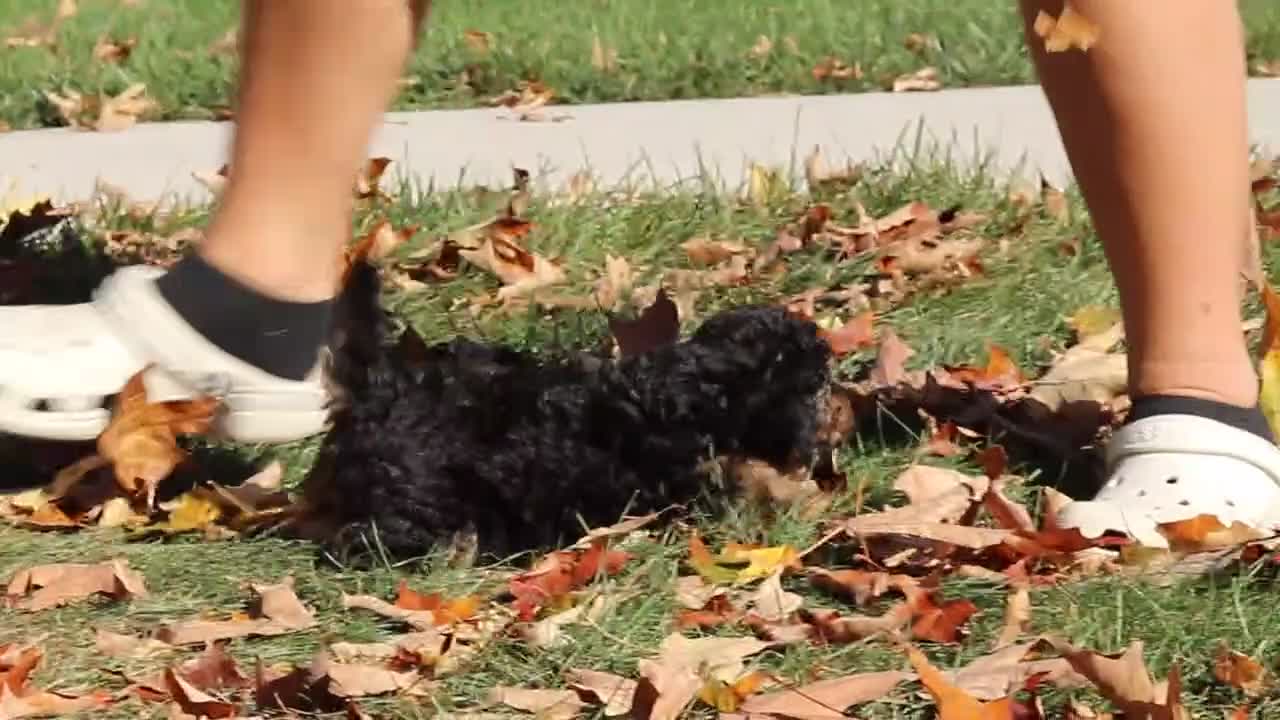 Miniature Poodle dogs for sale: Rambo 🐾 - Video 1