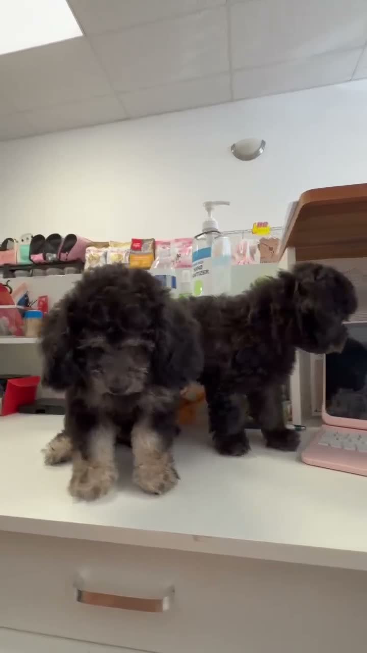 Maltese dogs for sale: poodle gray - Video 2