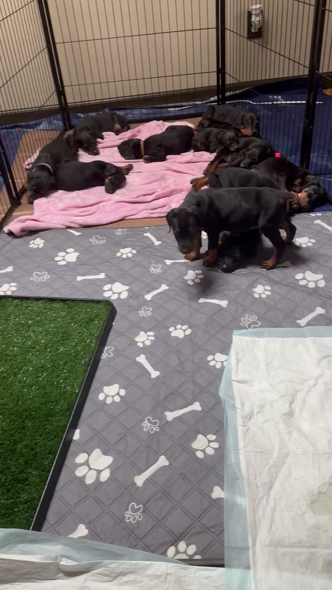 Doberman Pinscher dogs for sale: Doberman Pinscher 3 - Video 1