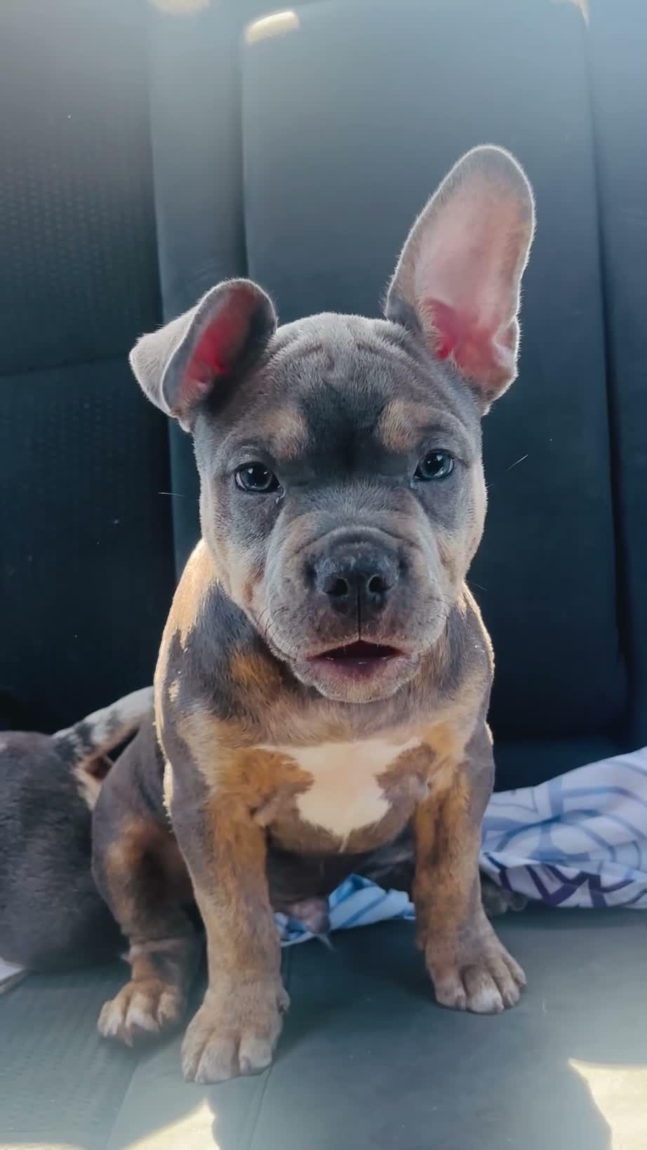 American Bully dogs for sale: Blue - Video 1