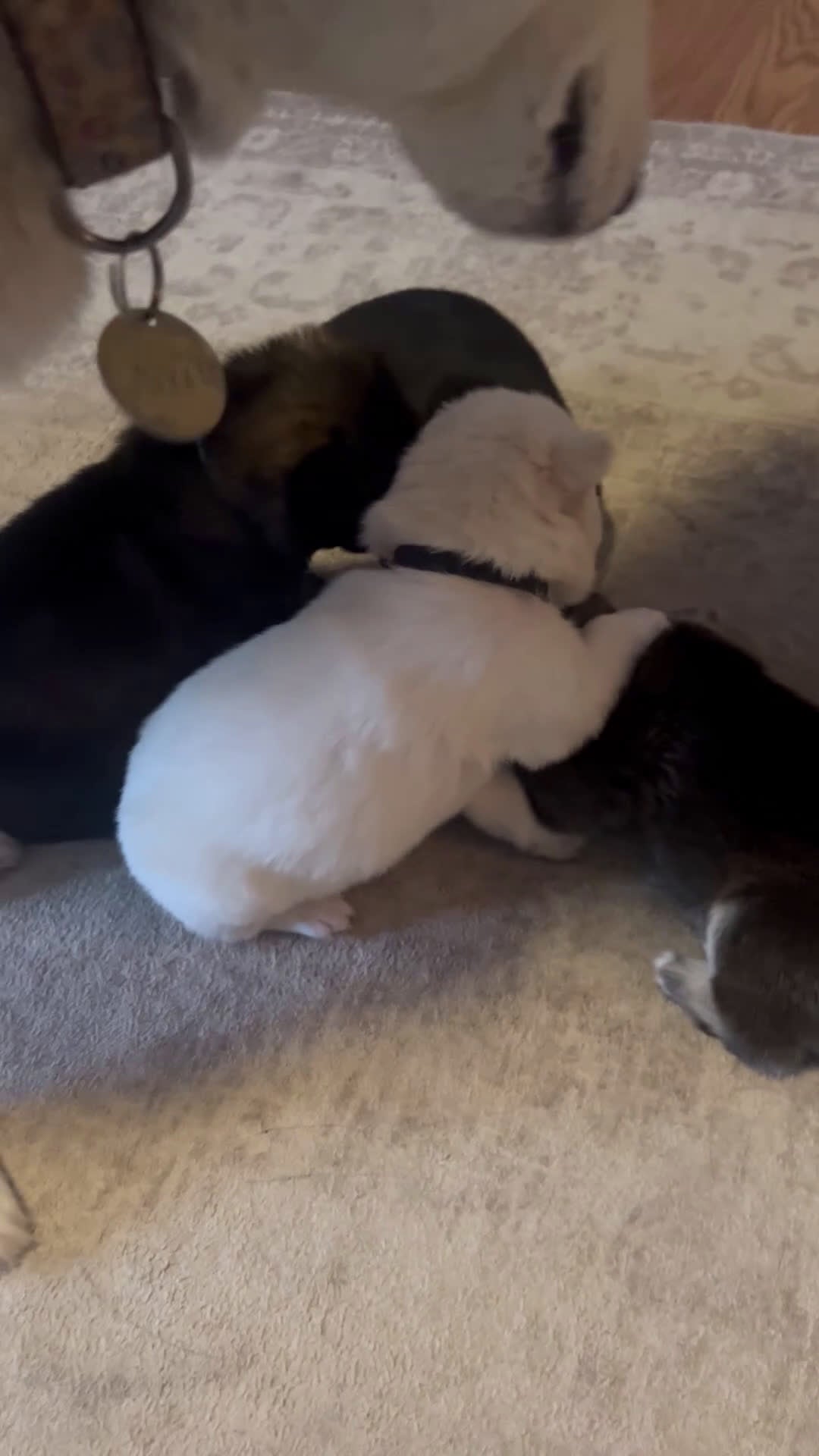 Gerberian Shepsky dogs for sale: (Magenta collar) Gerberian Shepsky Puppy 7 - Video 3