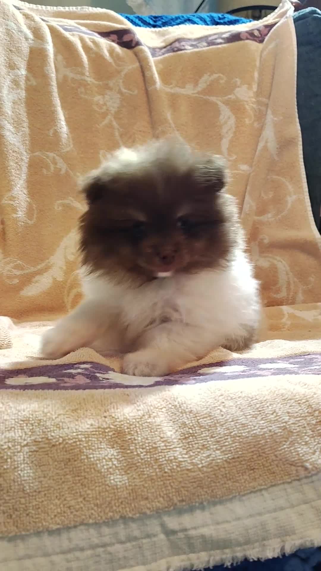 Pomeranian dogs for sale: Puddin - Video 1