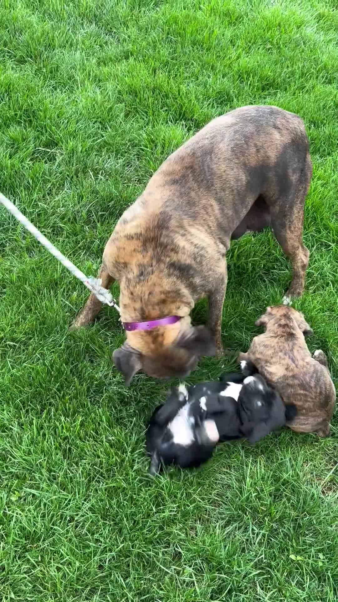 Boxer dogs for sale: Hosea - Video 2