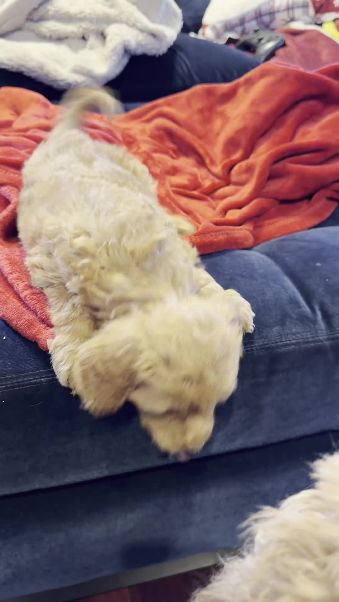 Aussiedoodle dogs for sale: Sweetie - Video 1