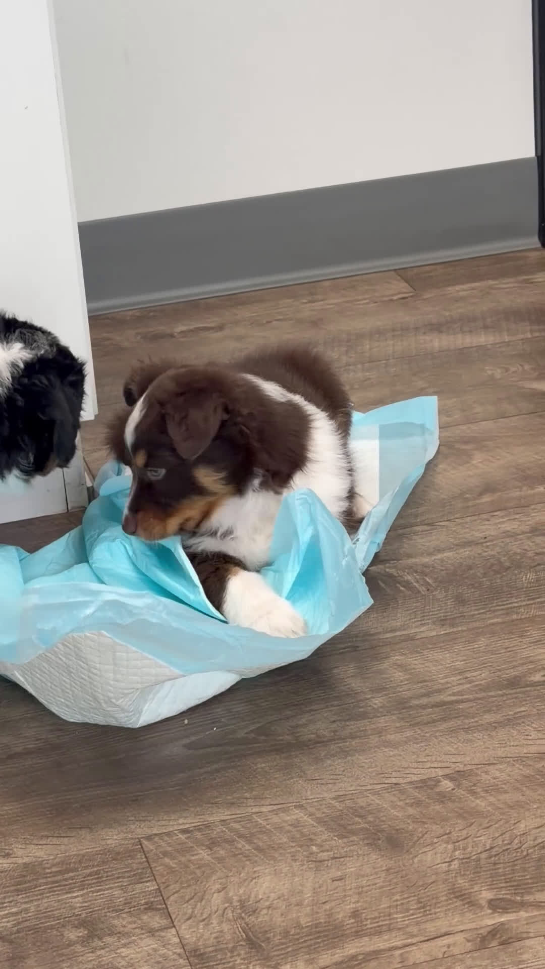 Australian Shepherd dogs for sale: Australian Shepherd Puppy 3 - Video 3