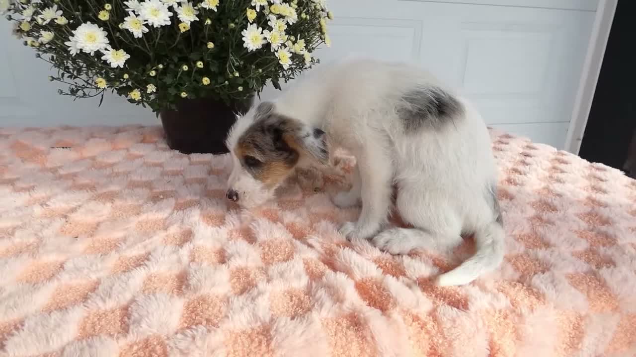 Mixed Breed dogs for sale: Mixed Breed 2 Milo - Video 2
