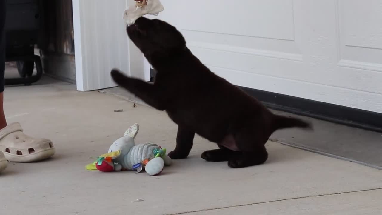 Labrador Retriever dogs for sale: Haven - Video 1