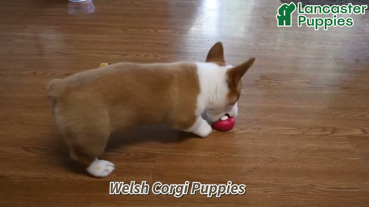Welsh Corgi Pembroke dogs for sale: Kim  - Video 1