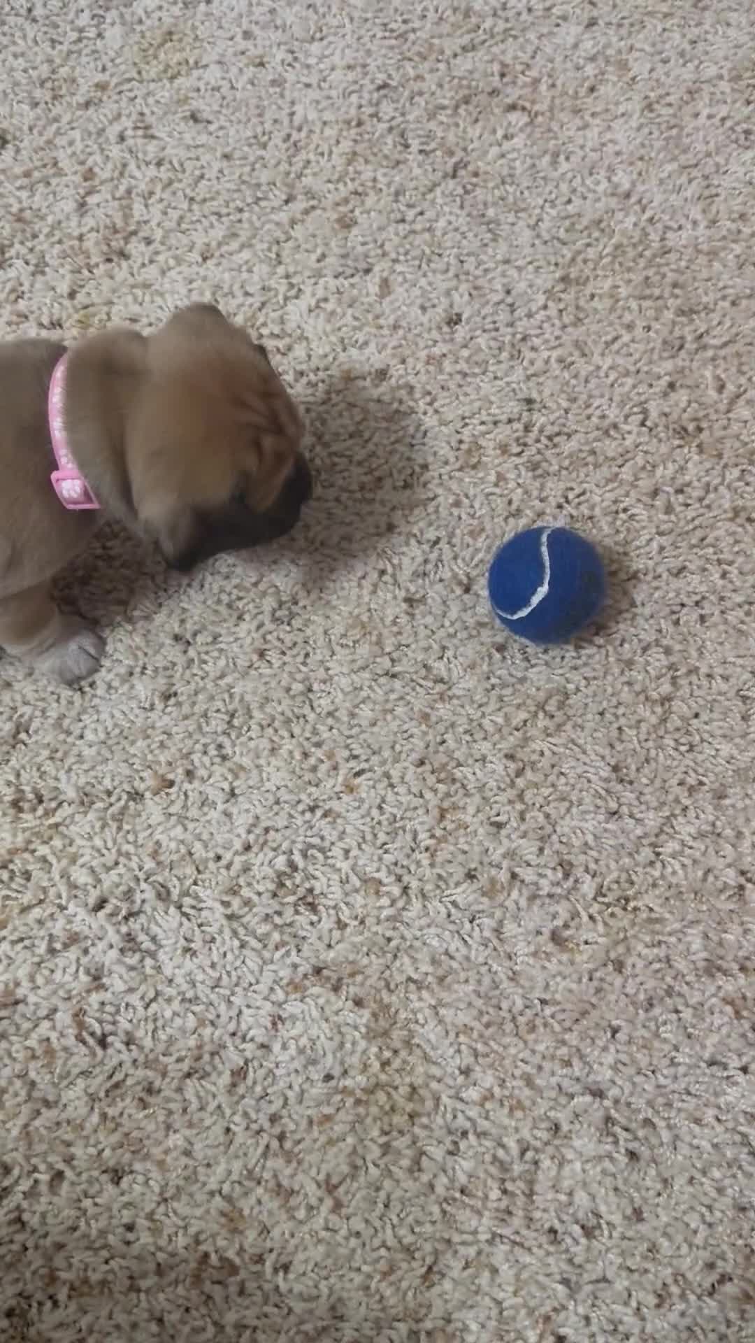 Puggle dogs for sale: Light pink collar  - Video 2
