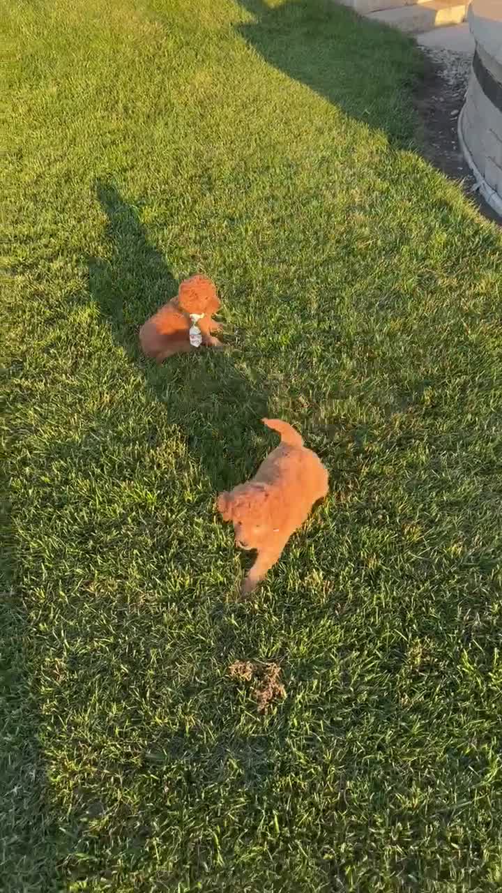 Mini Goldendoodle dogs for sale: Mini Ginger - Video 4