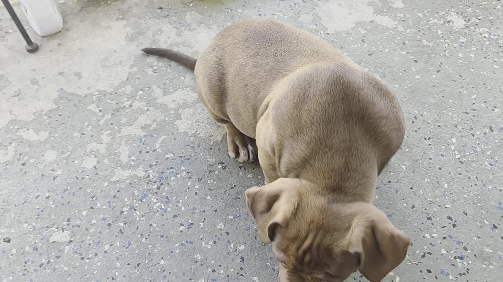 American Bully dogs for sale: American Bully 2 - Video 1