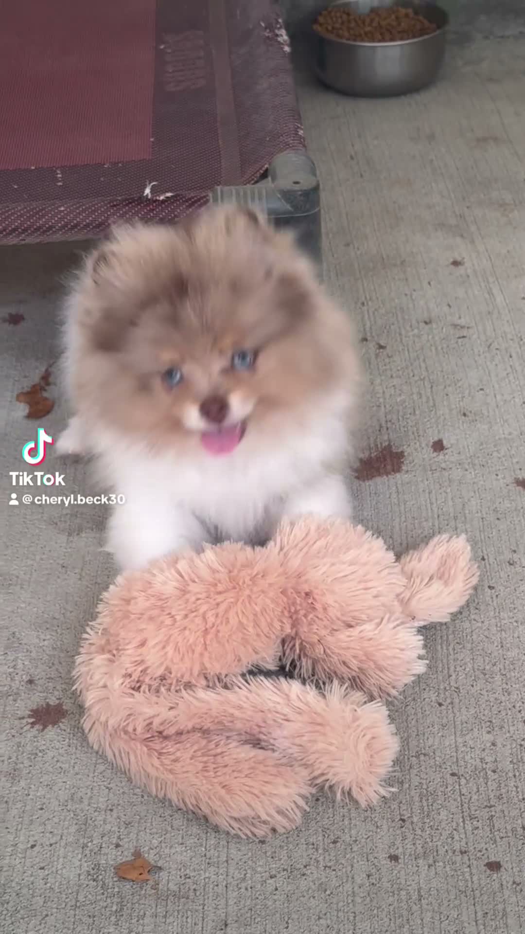 Pomeranian dogs for sale: #2 Dexter  - Video 1