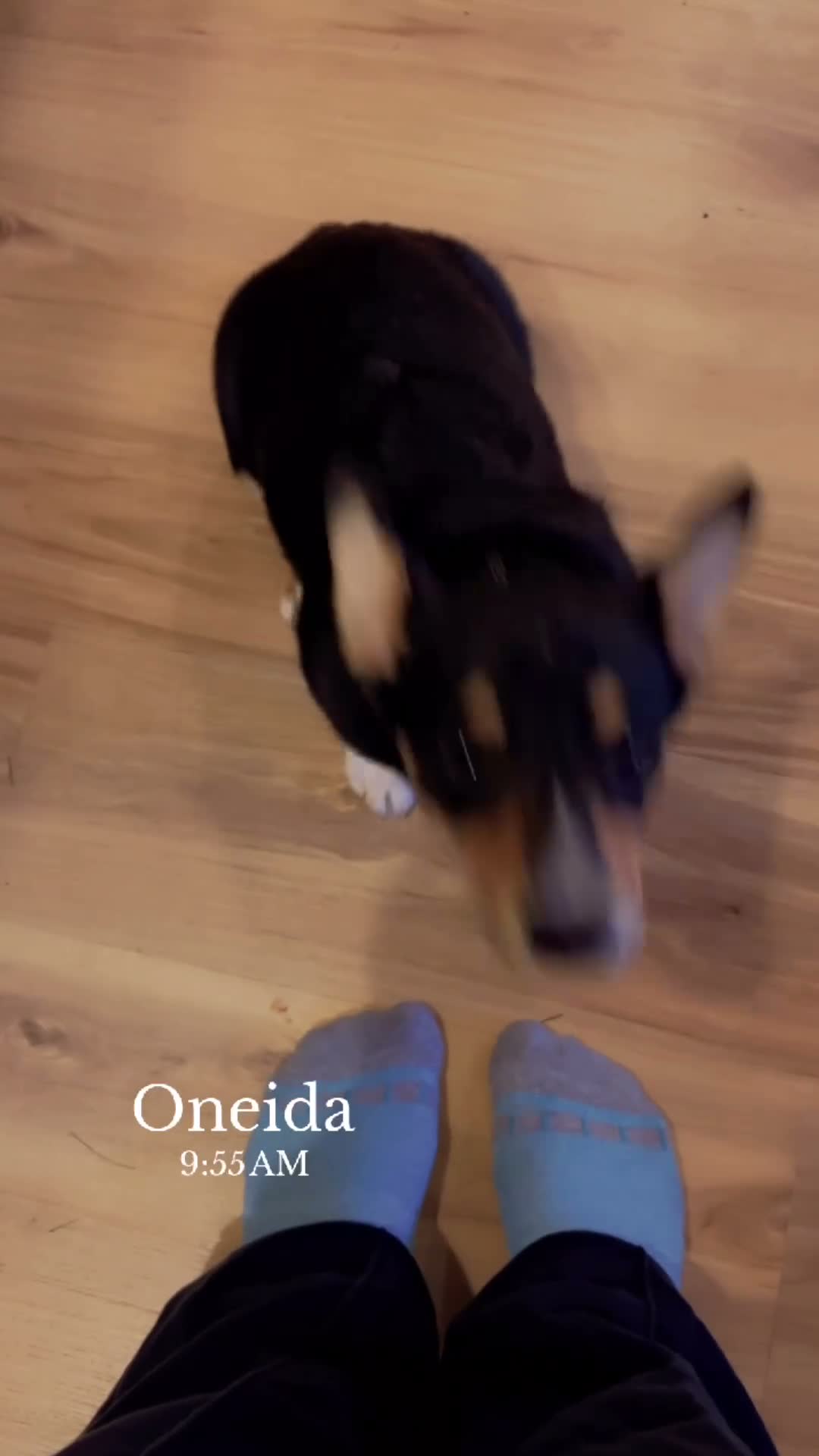 American Corgi dogs for sale: Tululah (Tulley) - Video 2