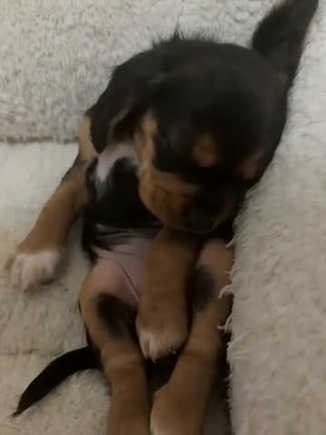 Cocker Spaniel dogs for sale: Cocker Spaniel Puppy 5 - Video 1