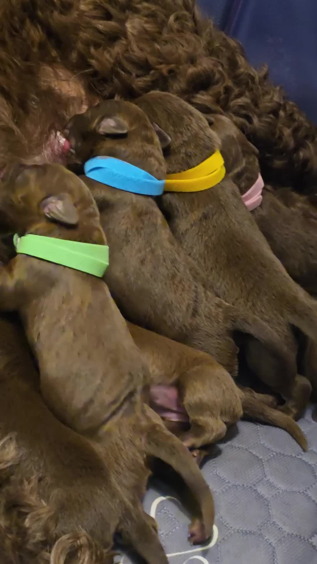 Labradoodle dogs for sale: Tater - Video 1