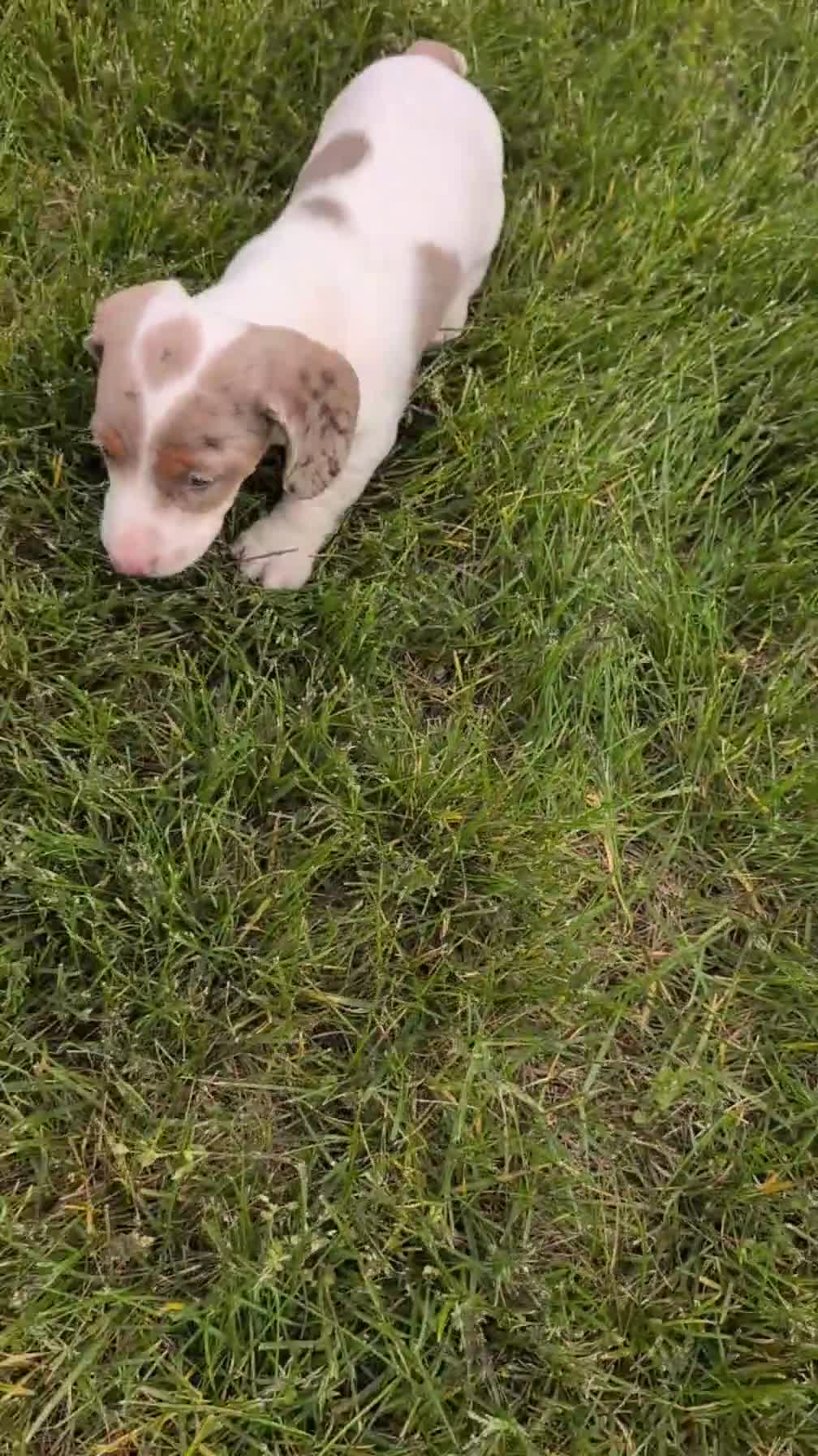 Miniature Dachshund dogs for sale: Milo - Video 1