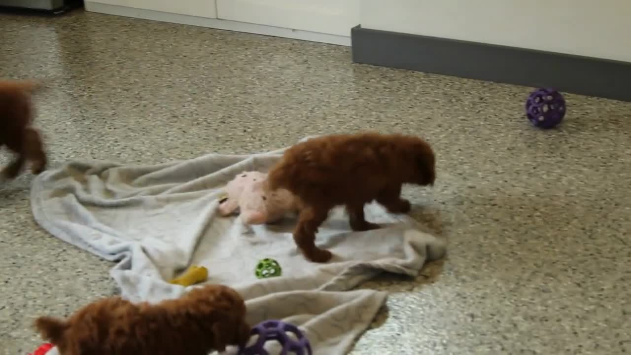 Miniature Poodle dogs for sale: Delaney - Video 1