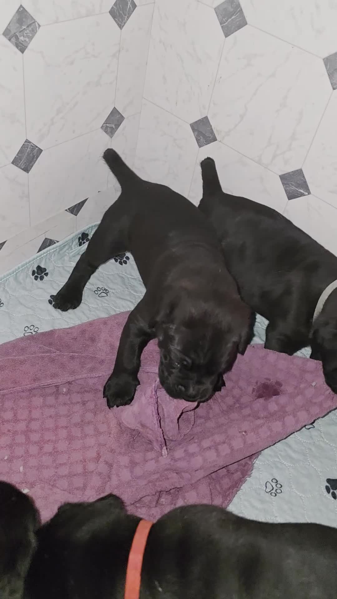 Cane Corso dogs for sale: Rocko (green collar) - Video 5