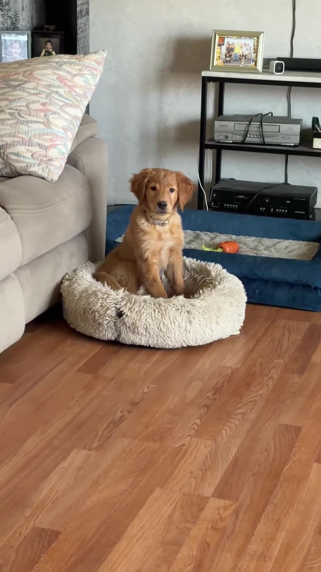 Golden Retriever dogs for sale: Prince - Video 5