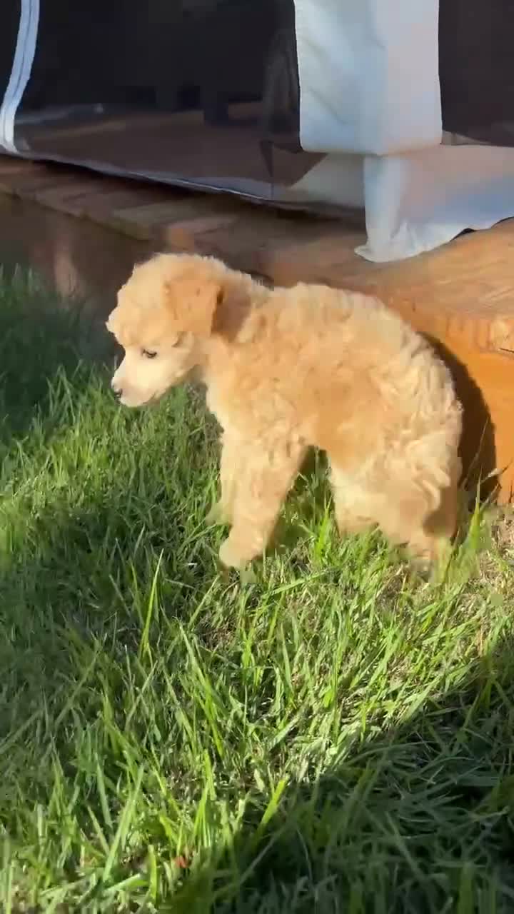 Toy Poodle dogs for sale: Toy Poodle 1 - Video 1