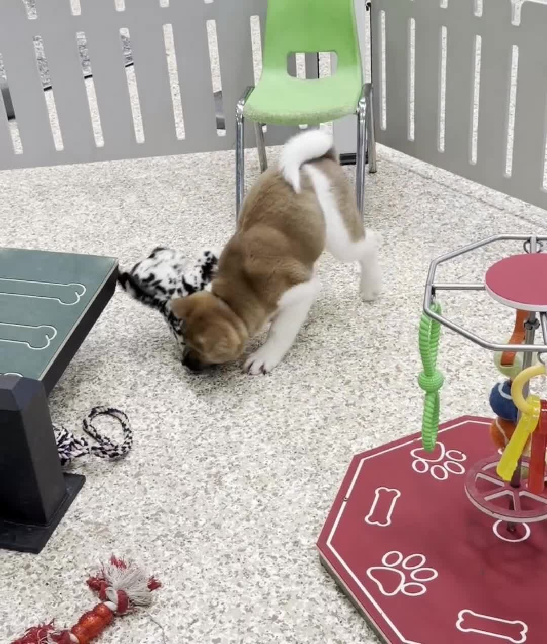 Akita dogs for sale: Akita Puppy 1 - Video 2