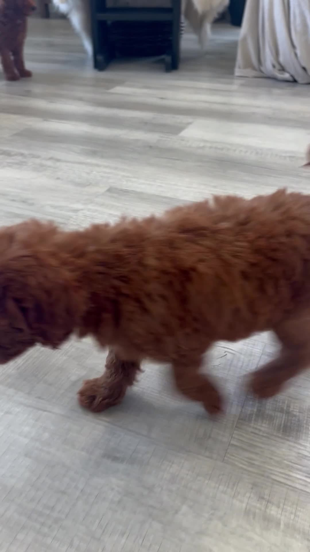Mini Goldendoodle dogs for sale: Azalea - Video 1