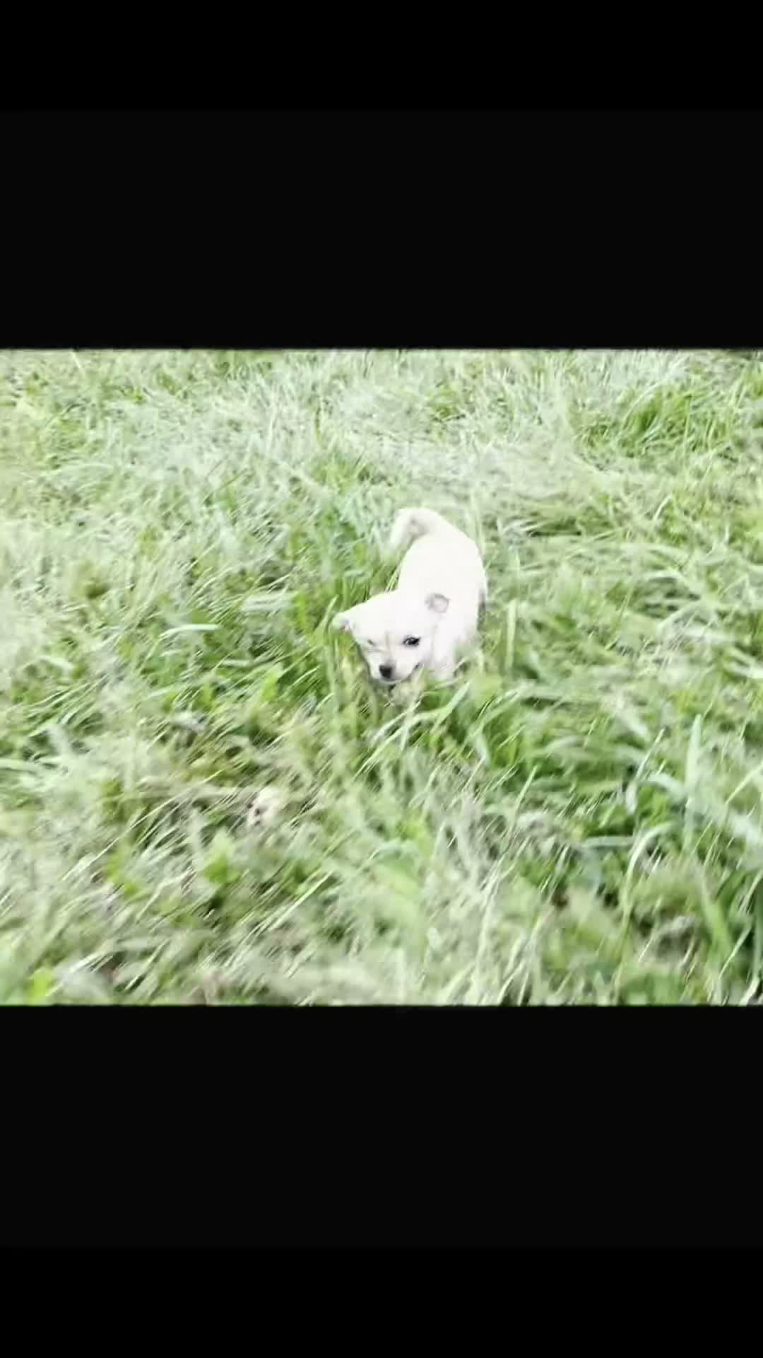 Chihuahua dogs for sale: Squeak - Video 1