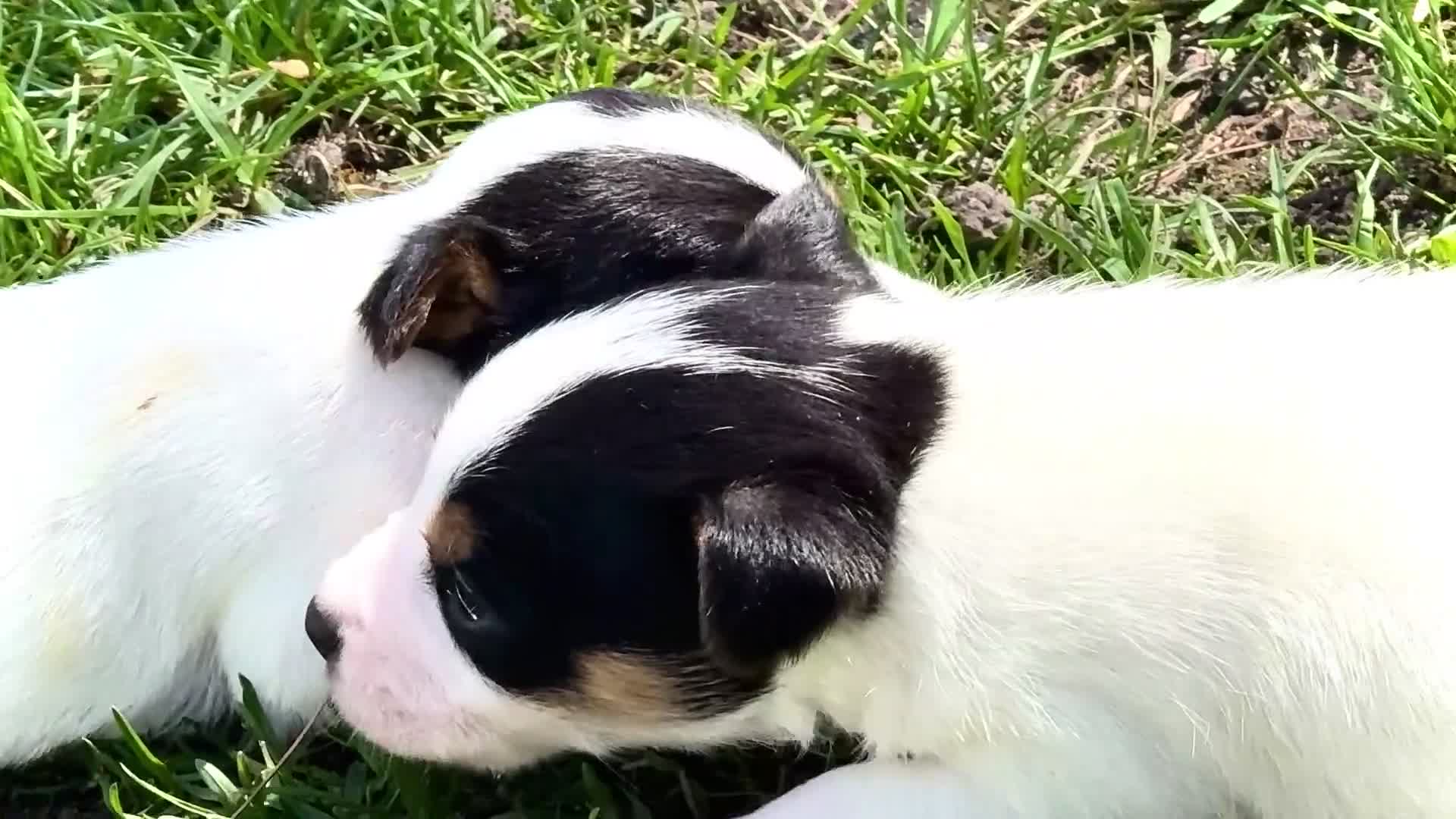 Mixed Breed dogs for sale: Tanisha - Video 2