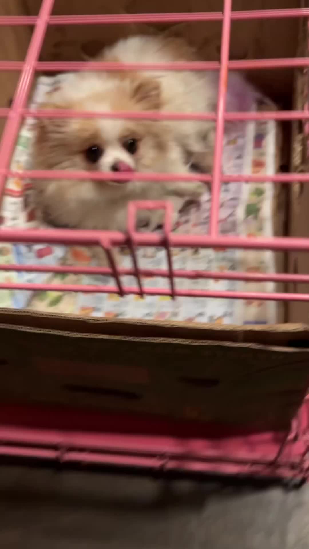Pomeranian dogs for sale: Pomeranian 2 - Video 4