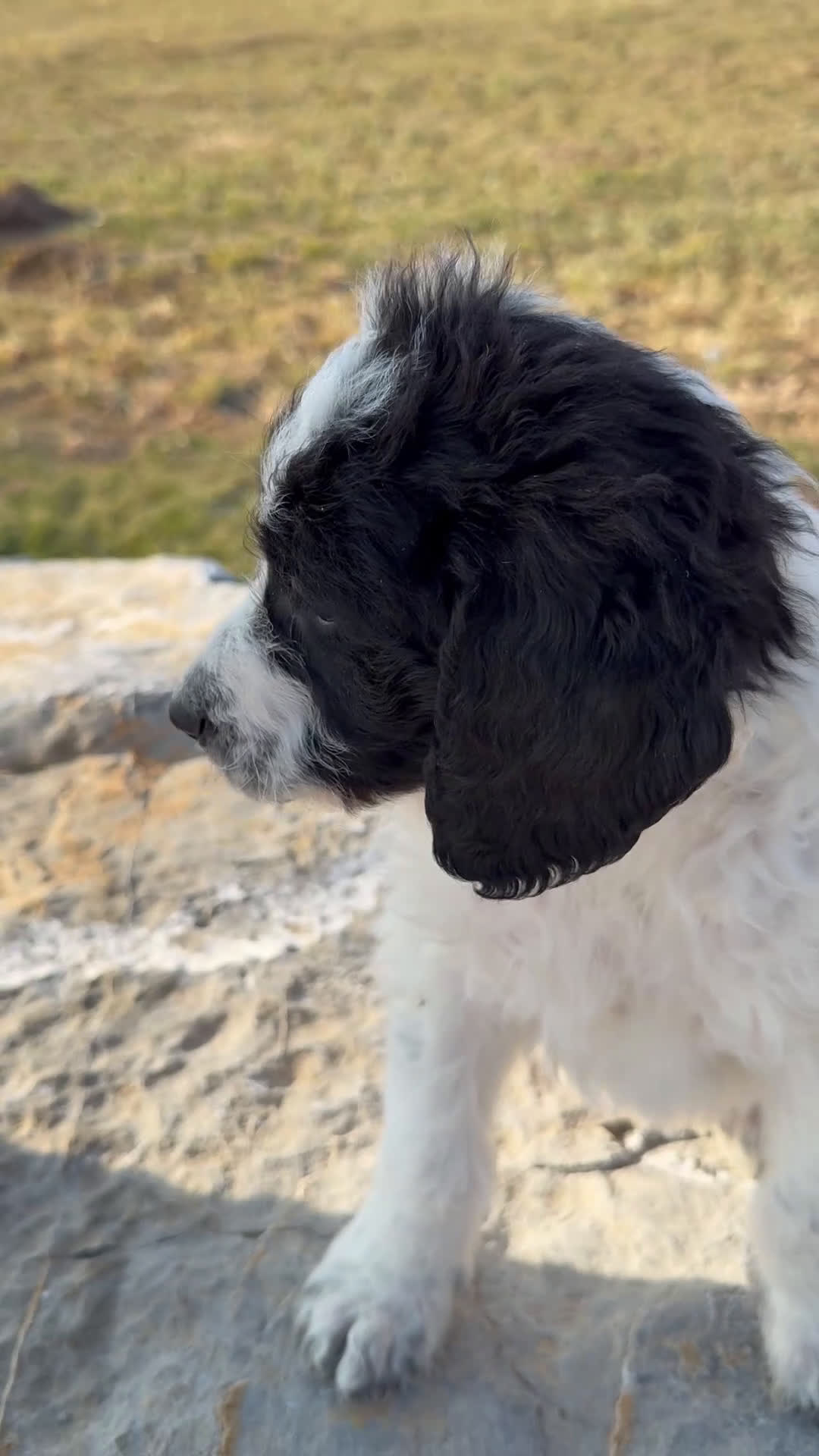 Mixed Breed dogs for sale: Ace - Video 1