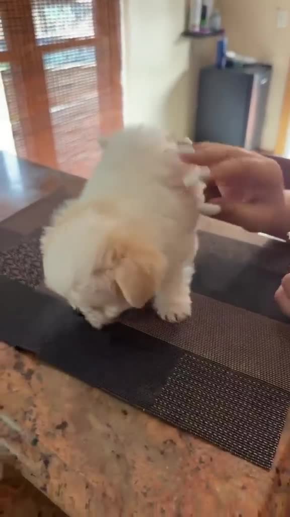 Maltese dogs for sale: Lily - Video 1