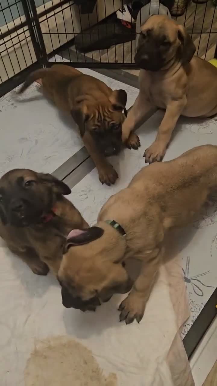 English Mastiff dogs for sale: Orange - Video 1