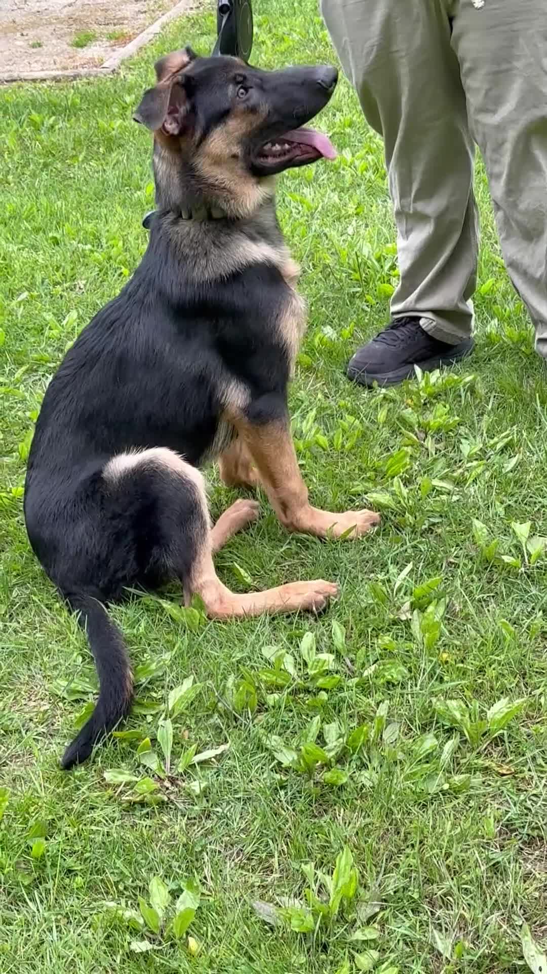 German Shepherd dogs for sale: Duke - Video 4