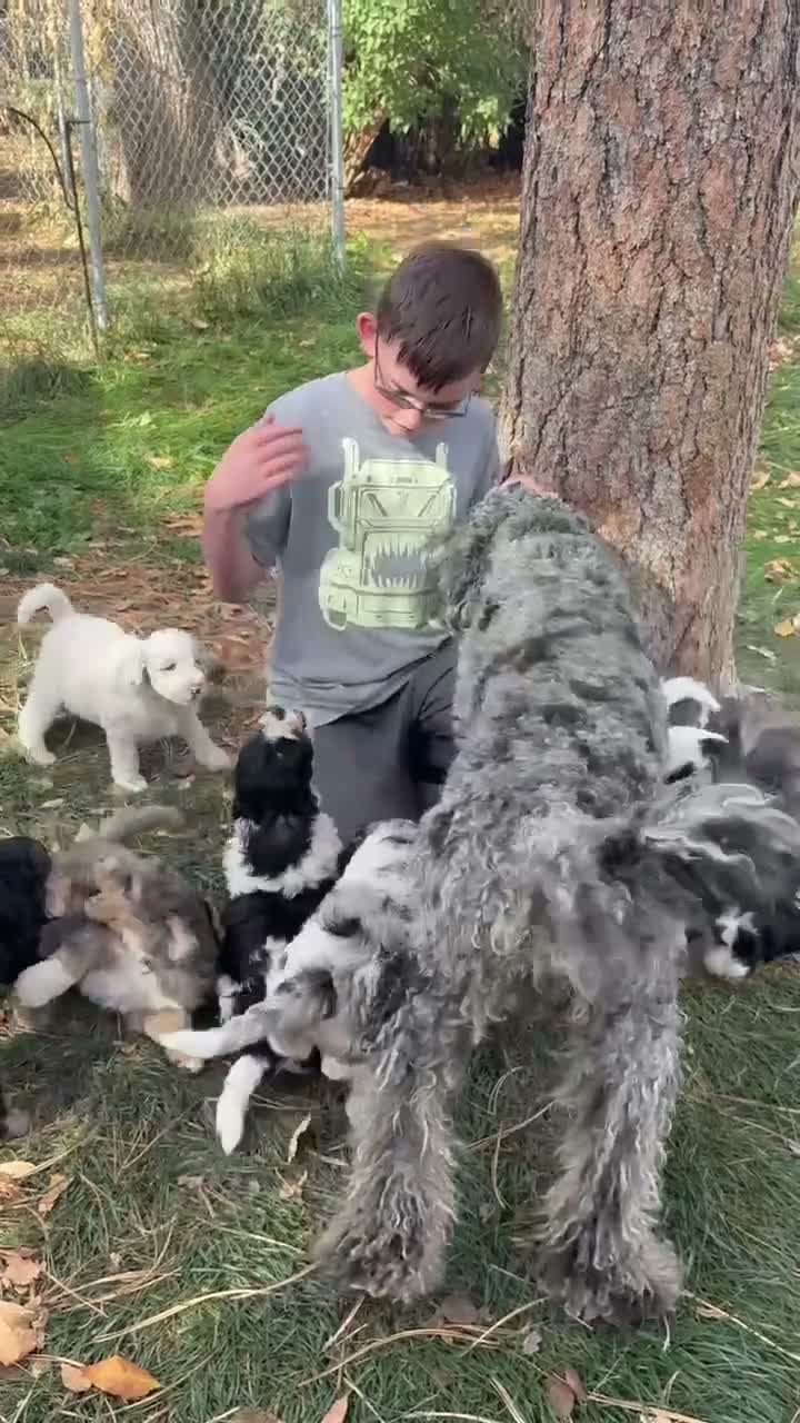 Mixed Breed dogs for sale: Loren – Grey & White Small Merle Female Mini Bernedoodle | Happy & Social | 25–30 lbs - Video 5