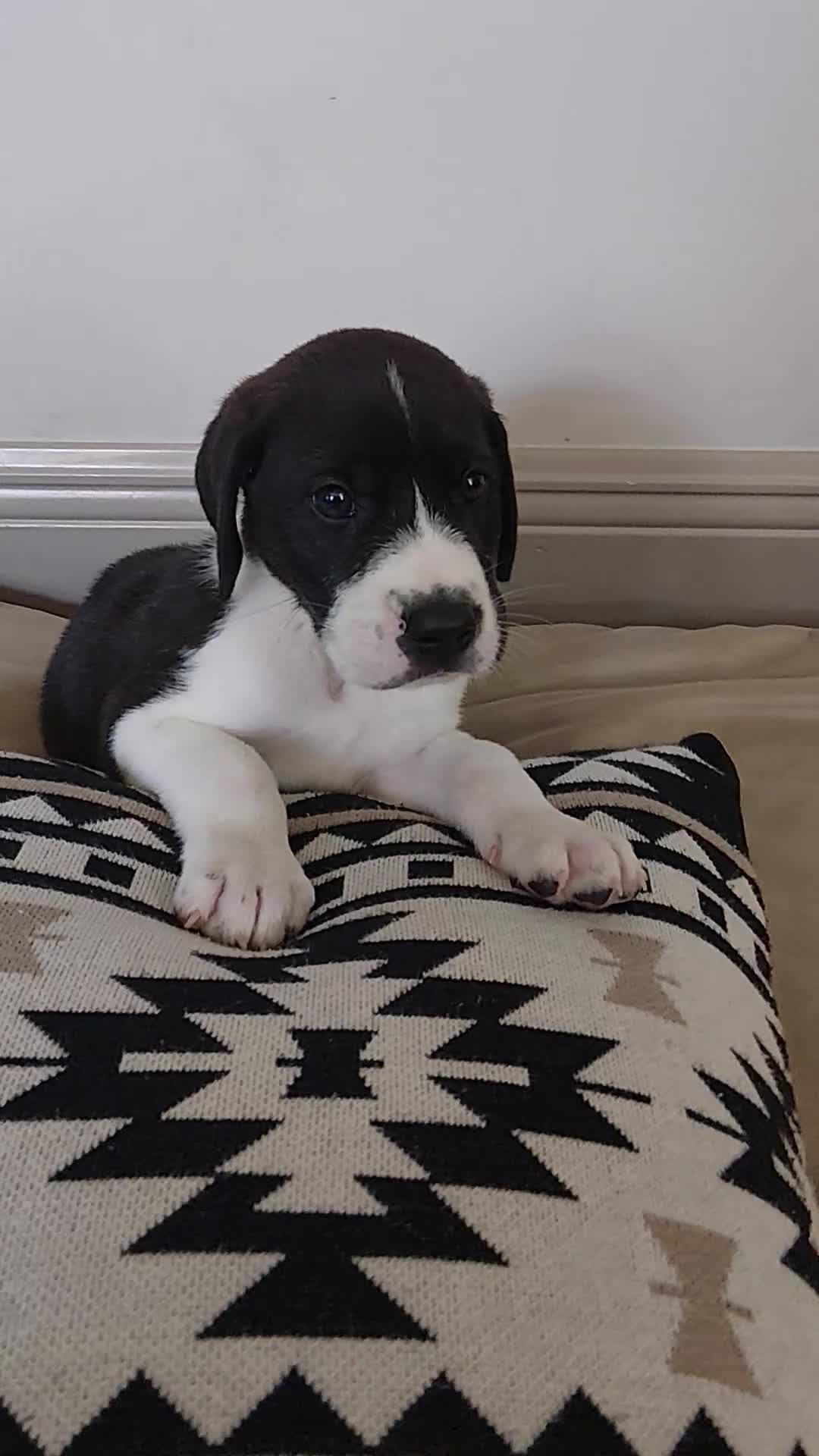 Mixed Breed dogs for sale: Thor - Video 1