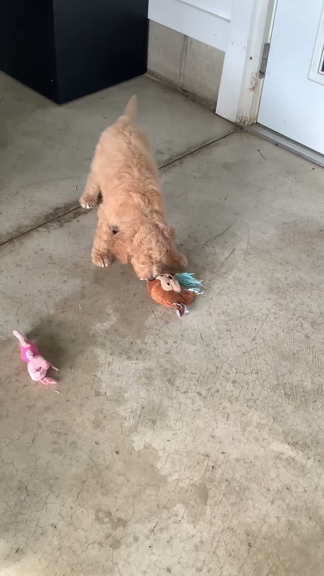 Goldendoodle dogs for sale: Lady-F1bb-Goldendoodle 3 - Video 2