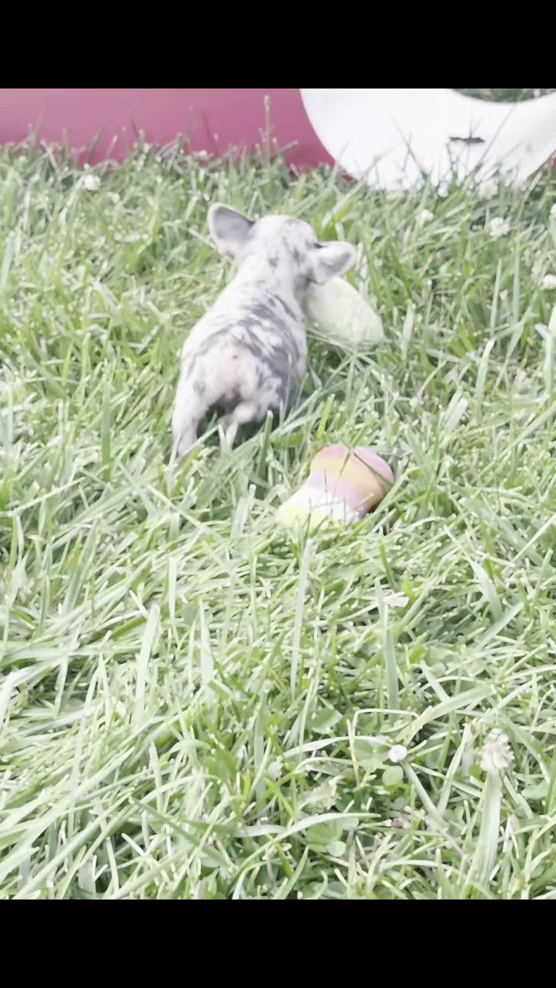 French Bulldog dogs for sale: Dumbo - Video 1