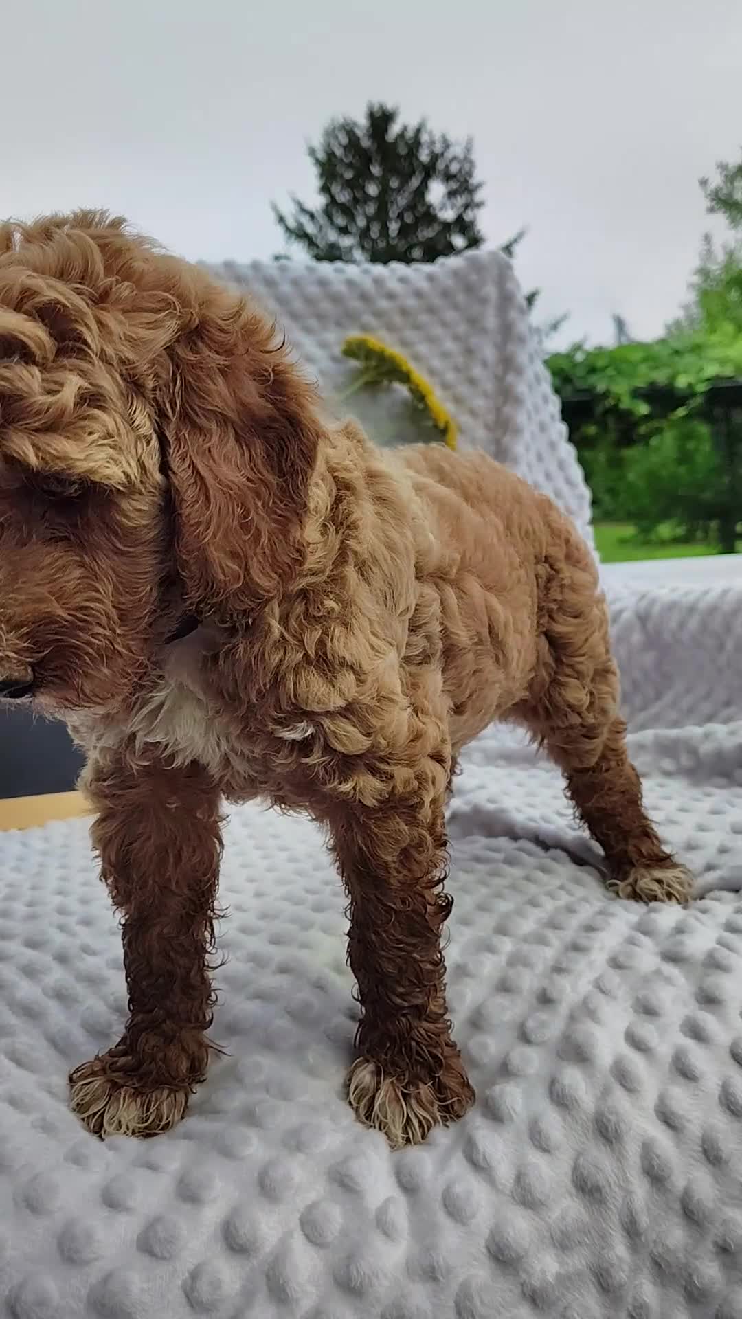 Mini Goldendoodle dogs for sale: Toby - Video 7