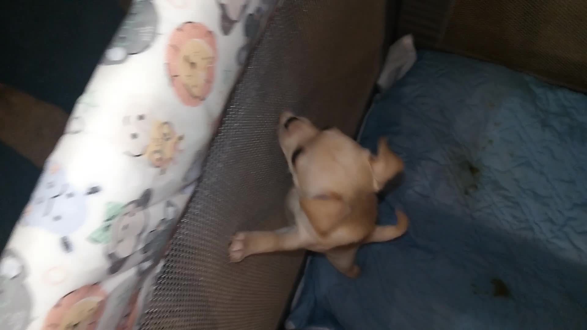 Chihuahua dogs for sale: Chihuahua Puppy 2 - Video 1