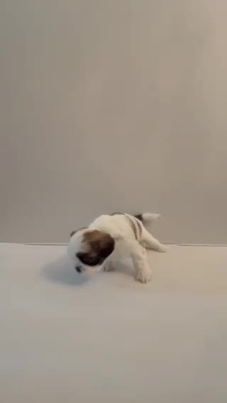 Shih Tzu dogs for sale: Shih Tzu 1 baby boy blue - Video 1